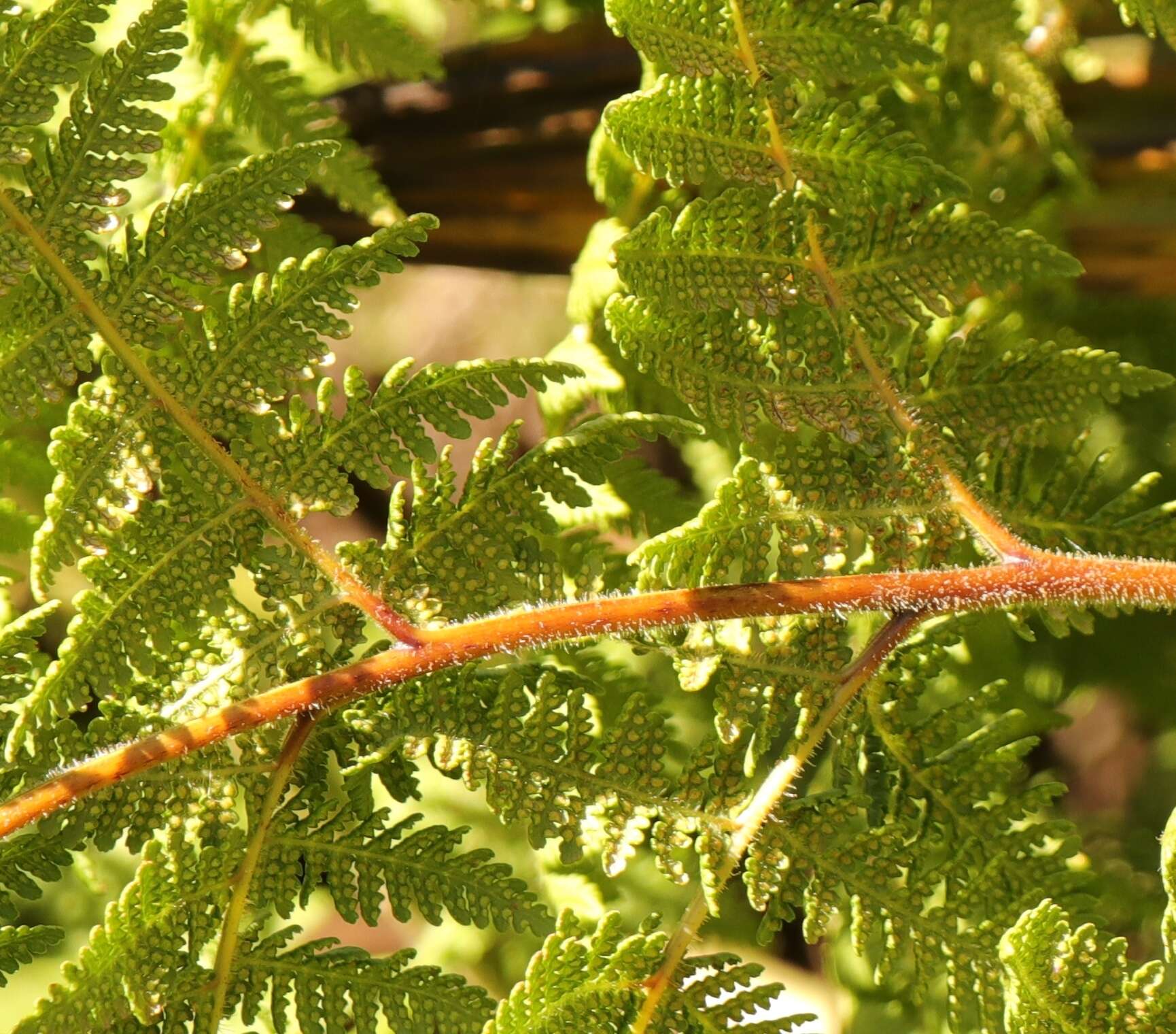 Image of Hypolepis rugosula subsp. villoso-viscida (Thouars) Schwartsb. & J. Prado