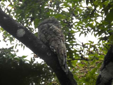 Image of Great Potoo