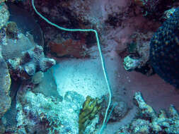 Image of Black Wire Coral