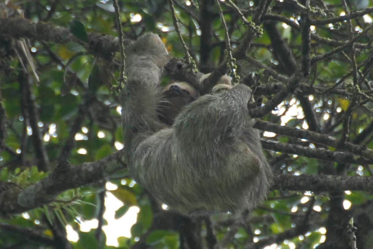 Image of Brown-throated Three-toed Sloth