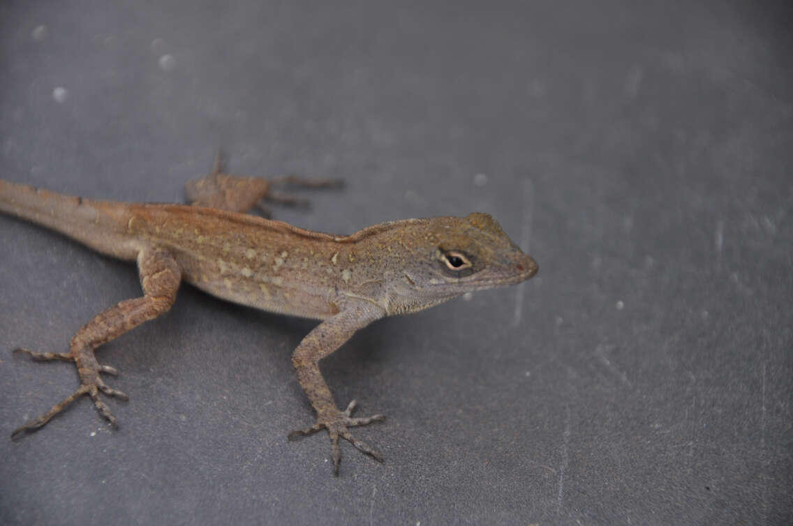 Image of Bahaman brown anole