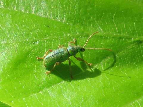 صورة Phyllobius (Dieletus) argentatus Linnaeus 1758