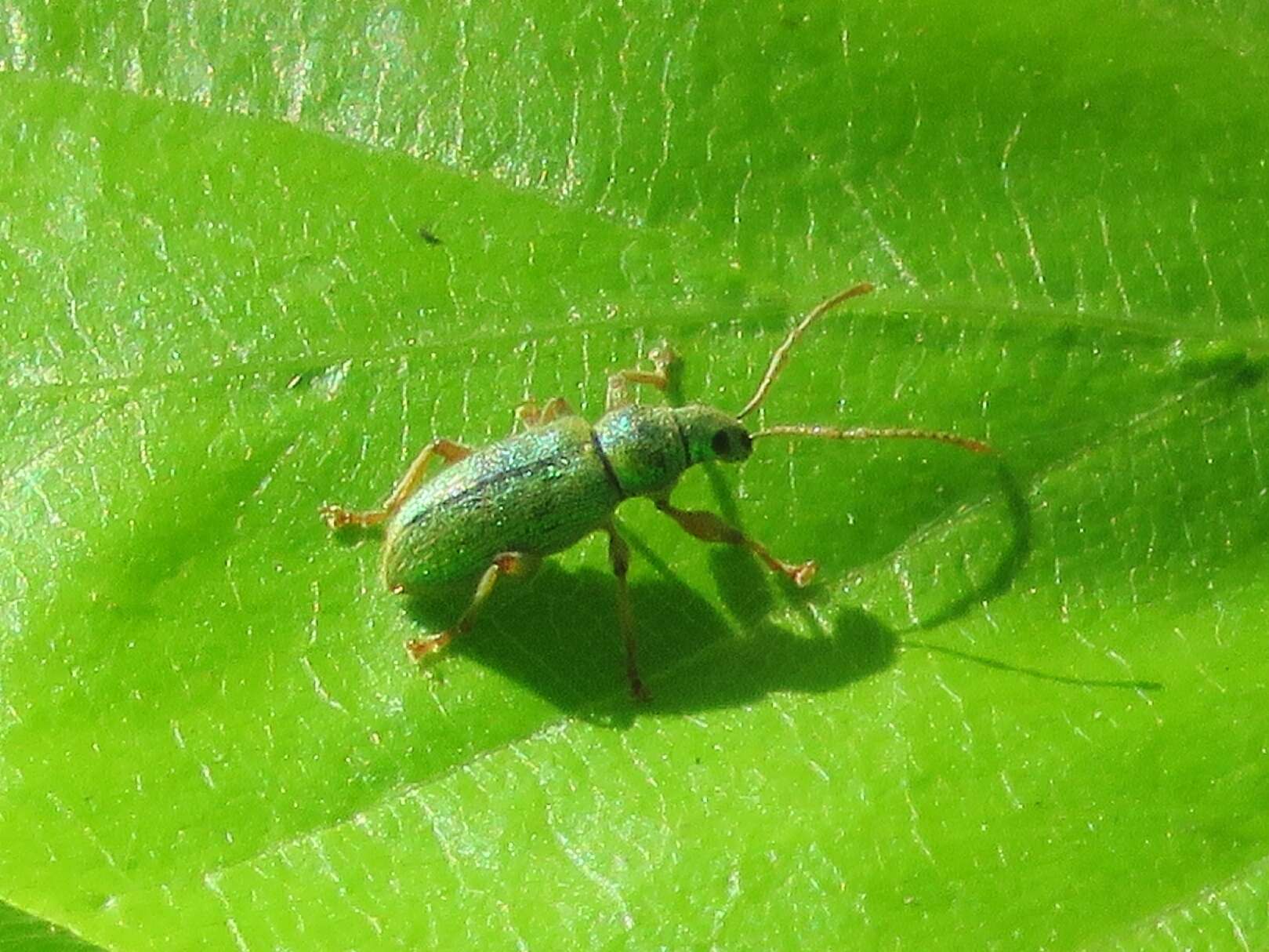 Phyllobius (Dieletus) argentatus Linnaeus 1758 resmi