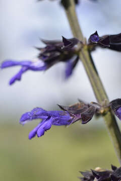 Image of Salvia mexicana L.