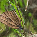 Imagem de Amathuxidia amythaon perinthas Fruhstorfer 1911