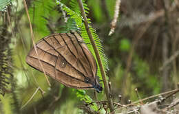 Imagem de Amathuxidia amythaon perinthas Fruhstorfer 1911