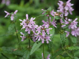 Image of Stachys riederi var. hispidula (Regel) H. Hara