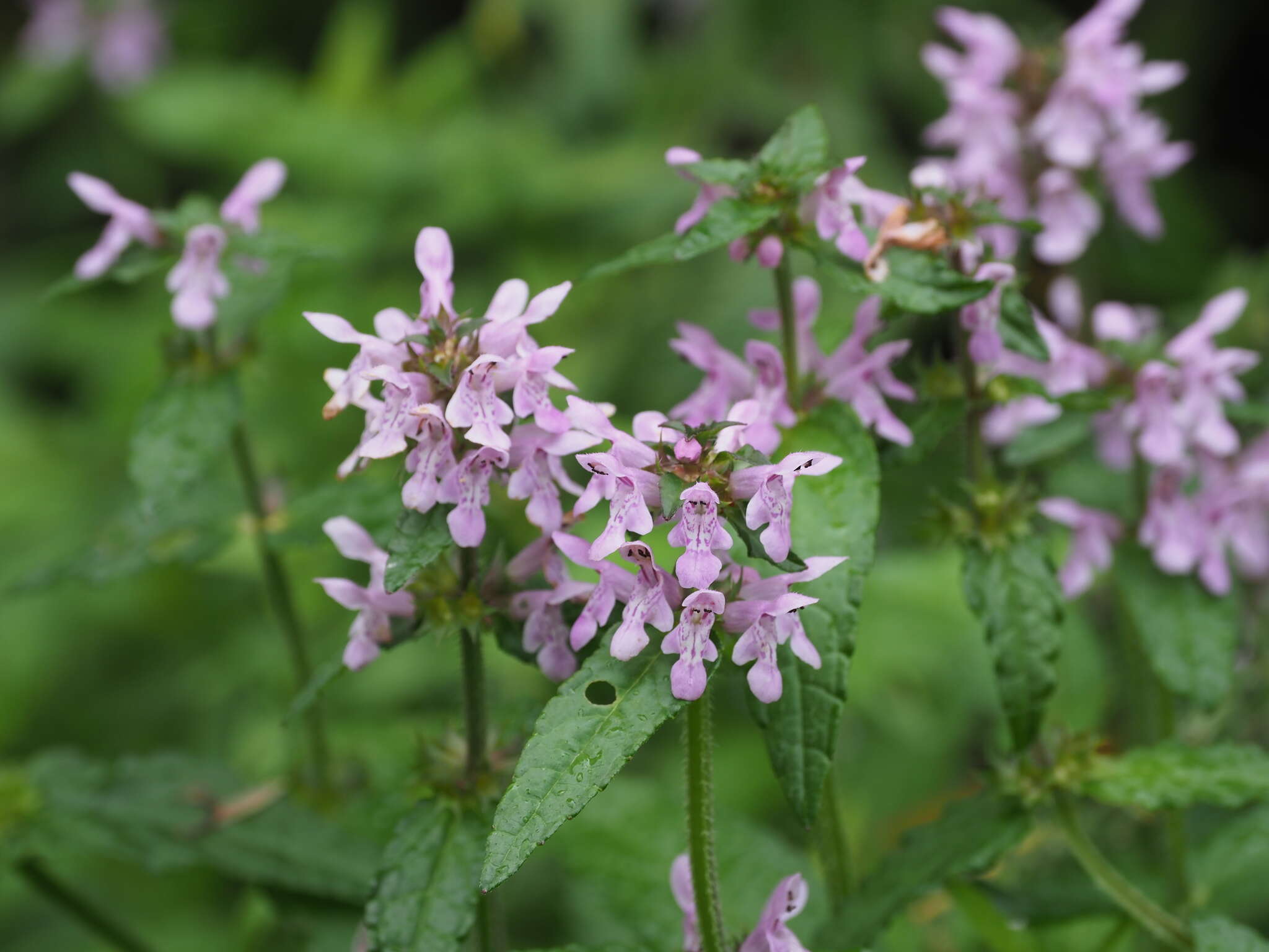 Image of Stachys riederi var. hispidula (Regel) H. Hara