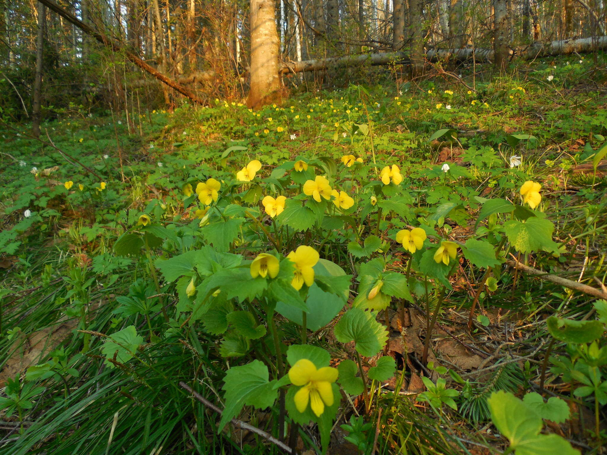 Image of Viola uniflora L.