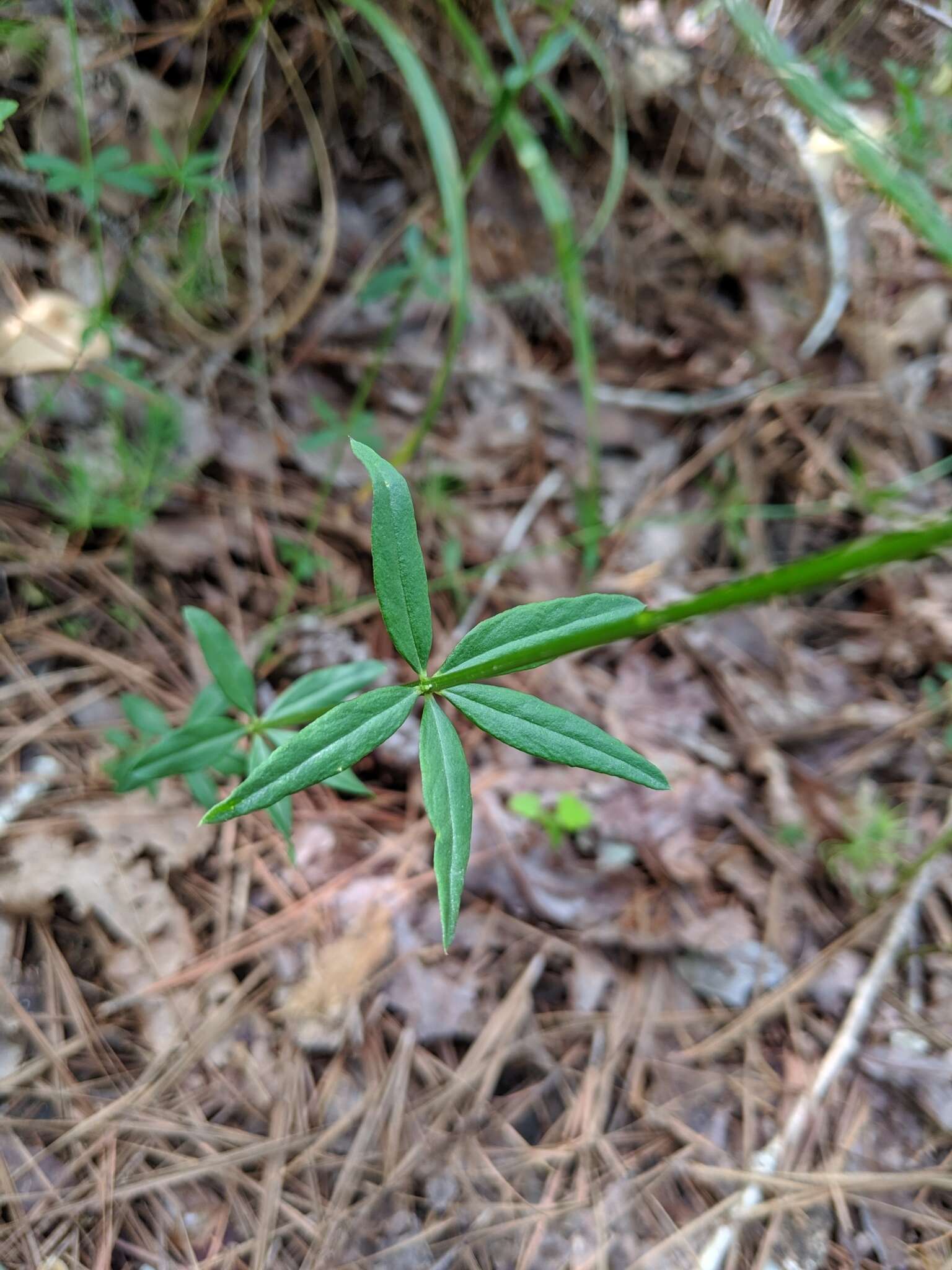 Polygala boykinii Nutt.的圖片