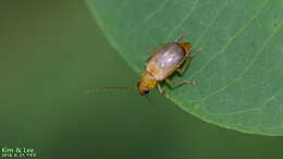 Image of <i>Monolepta shirozui</i>