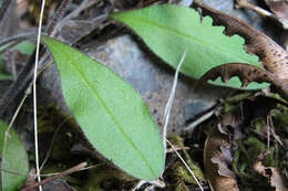 Image of Myosotis forsteri Lehm.