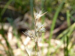 Plancia ëd Rytidosperma geniculatum (J. M. Black) Connor & Edgar