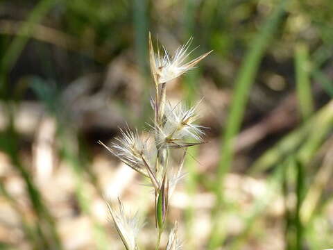 صورة Rytidosperma geniculatum (J. M. Black) Connor & Edgar