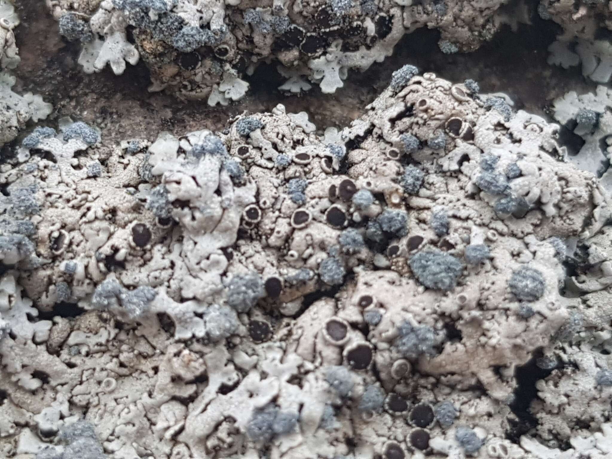 Image of Blue-gray rosette lichen