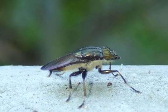 Idiella euidielloides Senior-White 1923的圖片