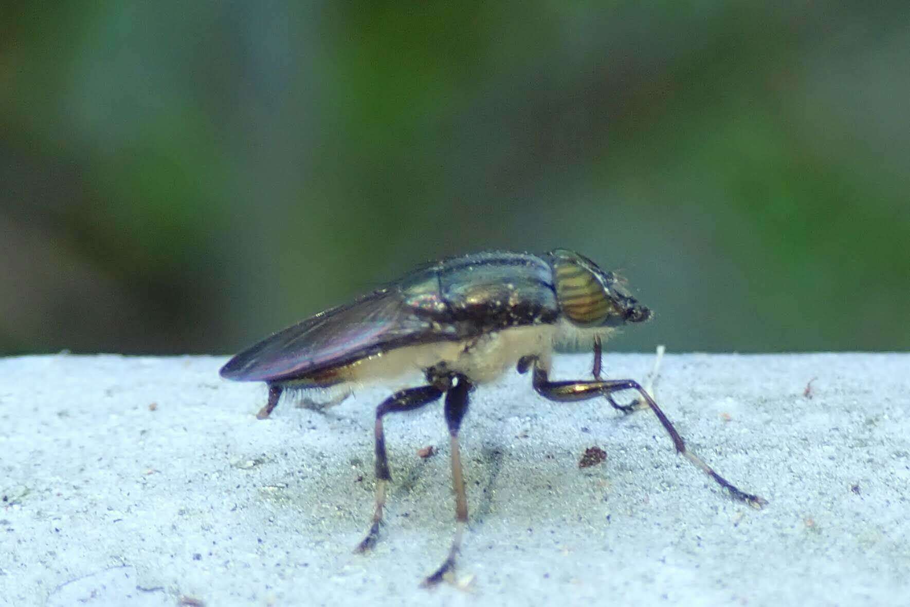 Idiella euidielloides Senior-White 1923 resmi