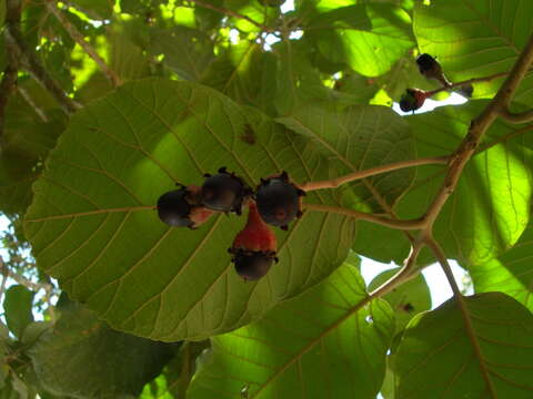 Image of Ocotea sinuata (Mez) J. G. Rohwer