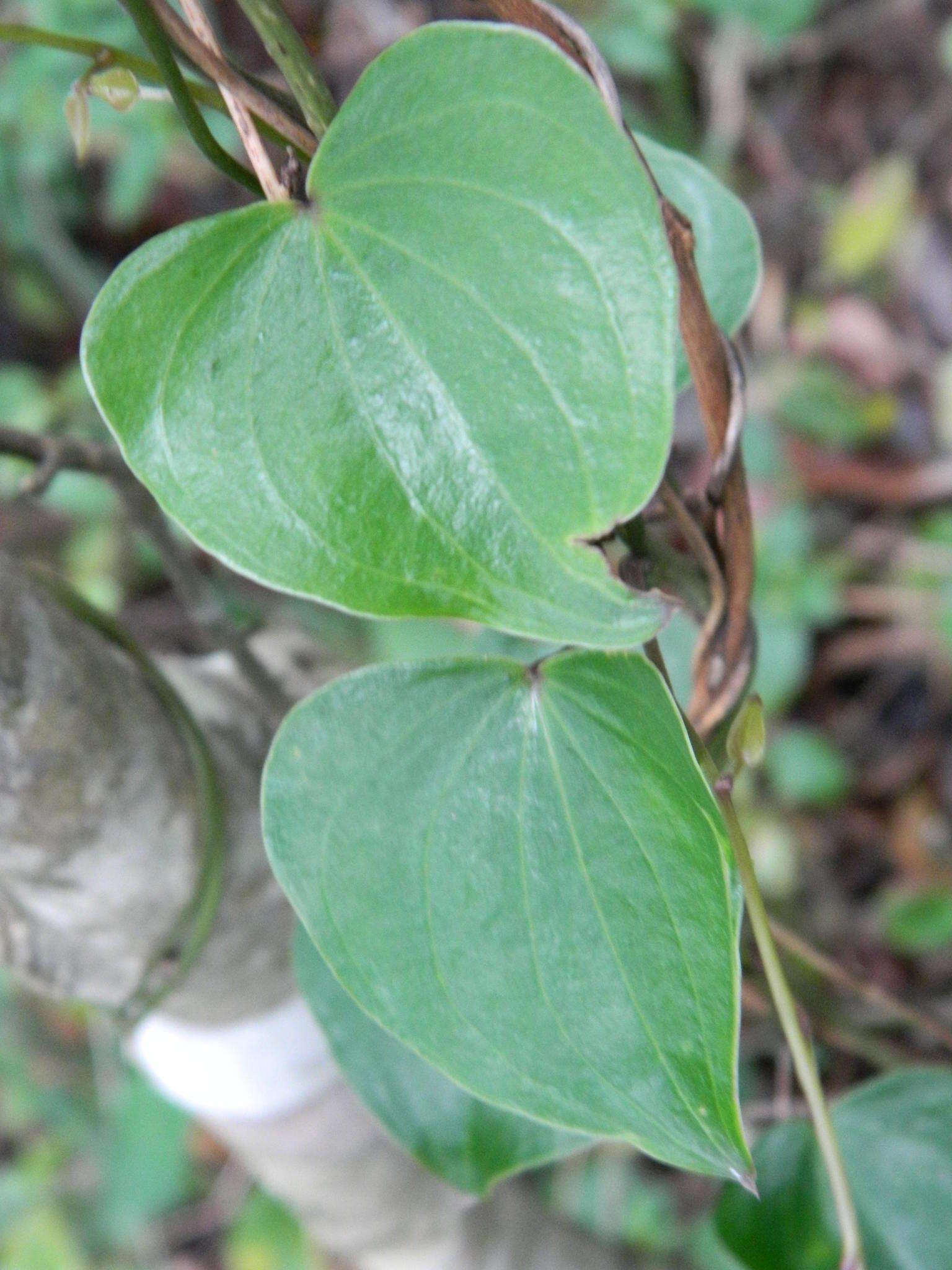 Image of <i>Dioscorea <i>sylvatica</i></i> f. sylvatica