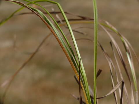 Image of fuzzy wuzzy sedge