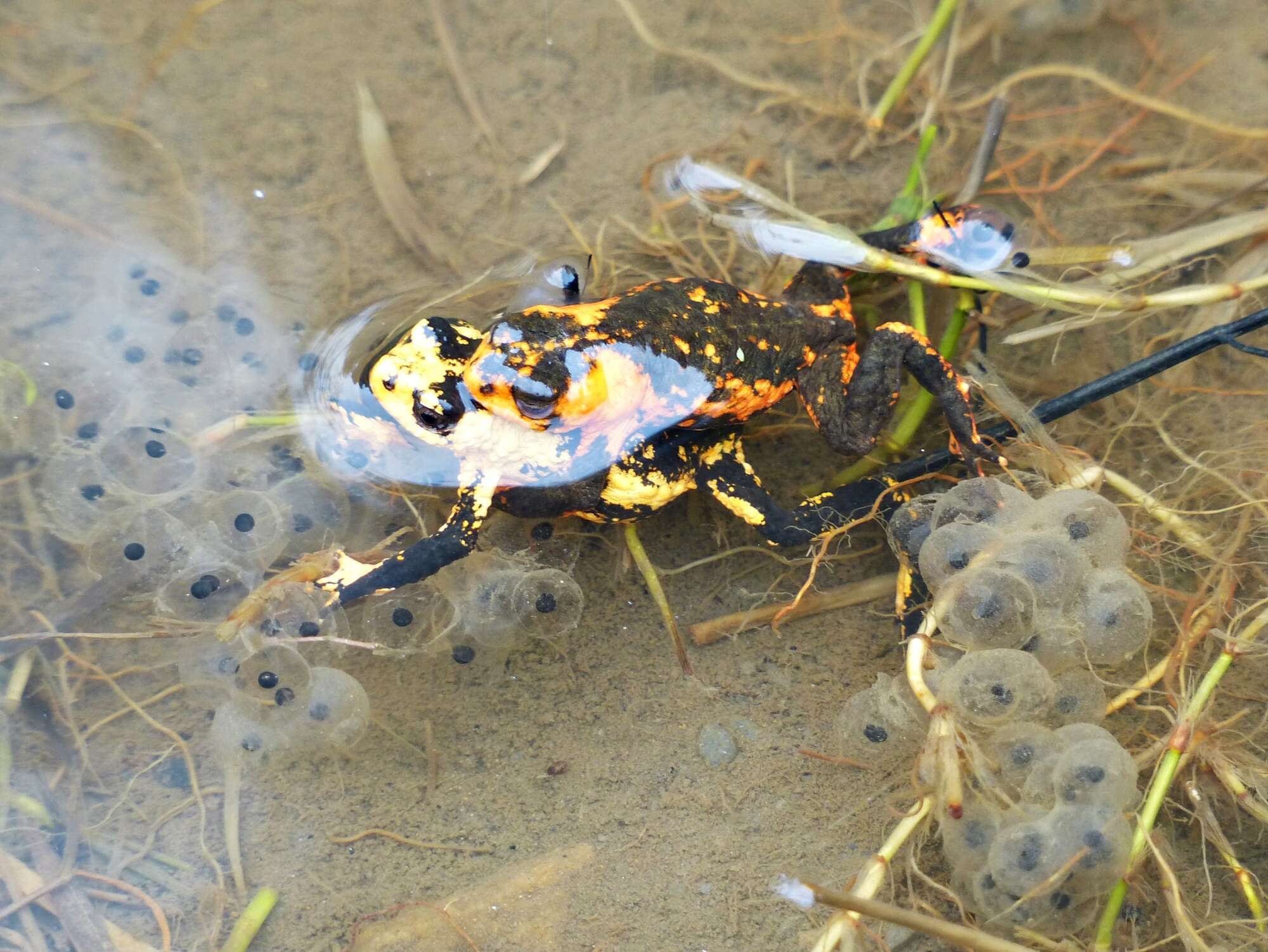 Imagem de Melanophryniscus rubriventris (Vellard 1947)