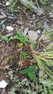 Image of Potentilla leucophylla F. Sauter