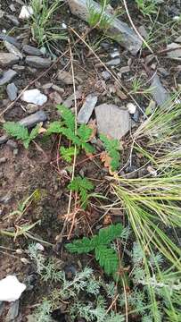 Image of Potentilla leucophylla F. Sauter