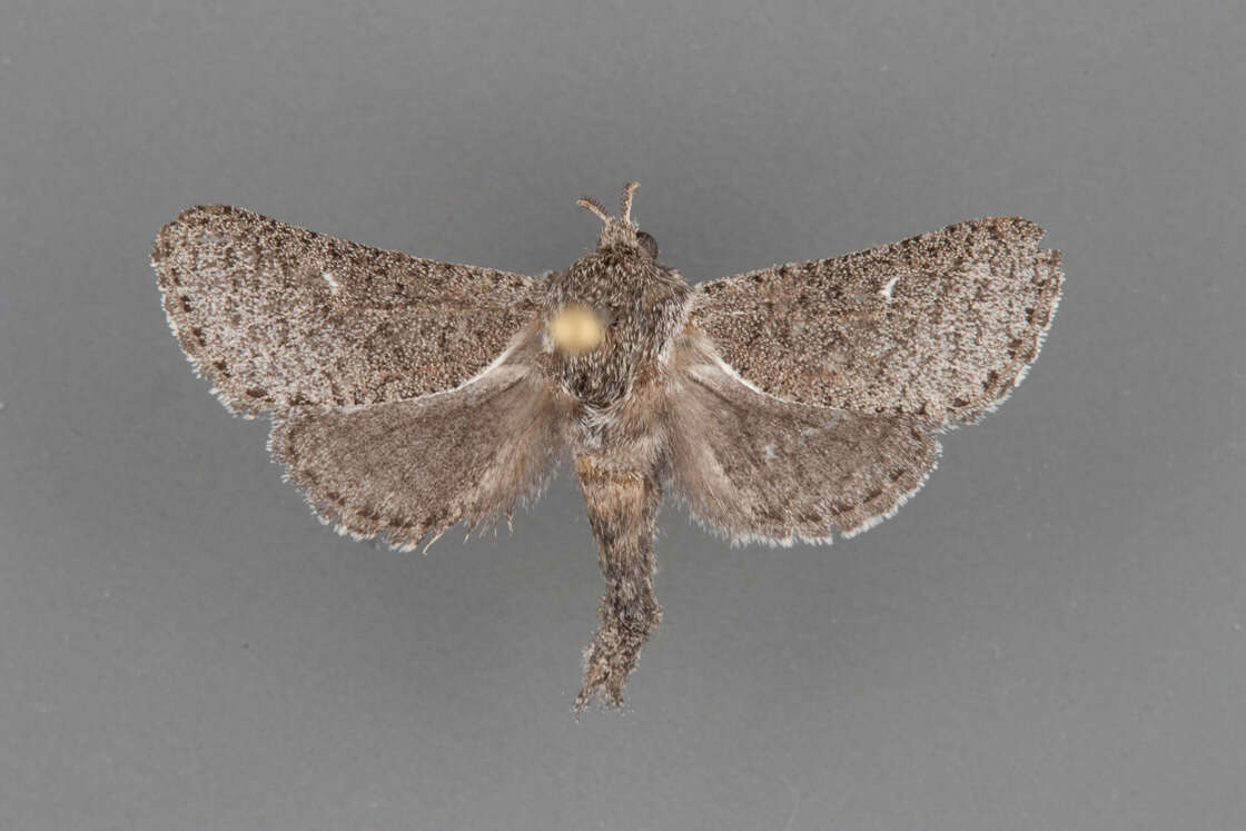 Image of Pine Carpenterworm Moth