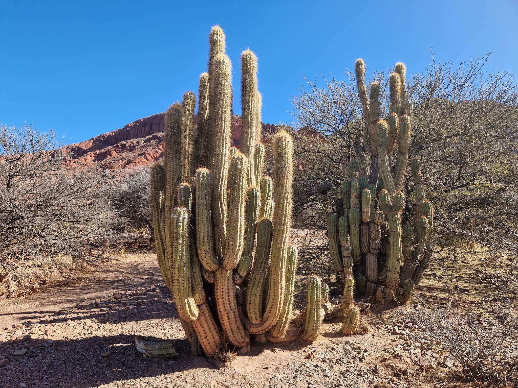 Image of Trichocereus tacaquirensis