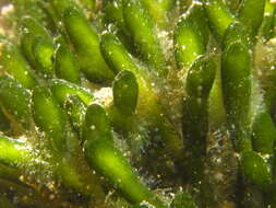 Image of Codium fragile