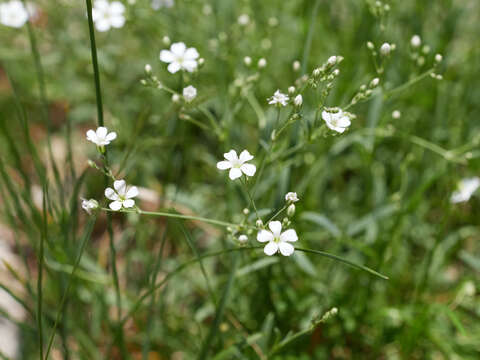 Слика од Gypsophila repens L.