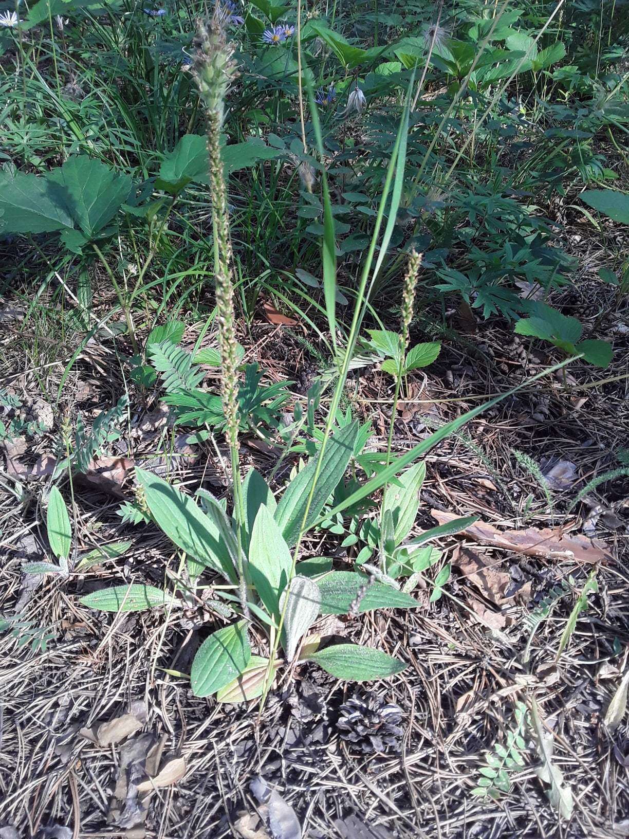 Image of Plantago depressa Willd.