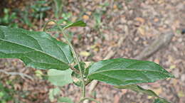 Image de Pyrenacantha scandens (Thunb.) Planch. ex Harv.