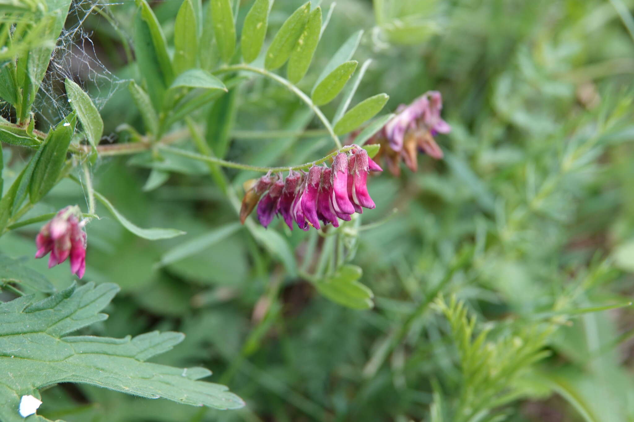 Imagem de Vicia megalotropis Ledeb.