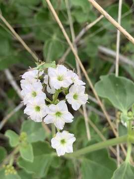 Image de Commicarpus pentandrus (Burch.) Heimerl