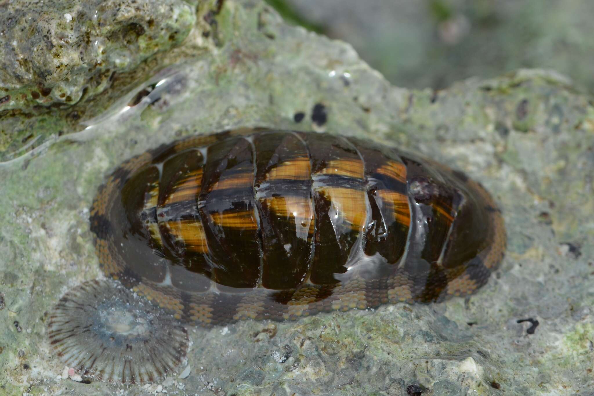 Image of marbled chiton