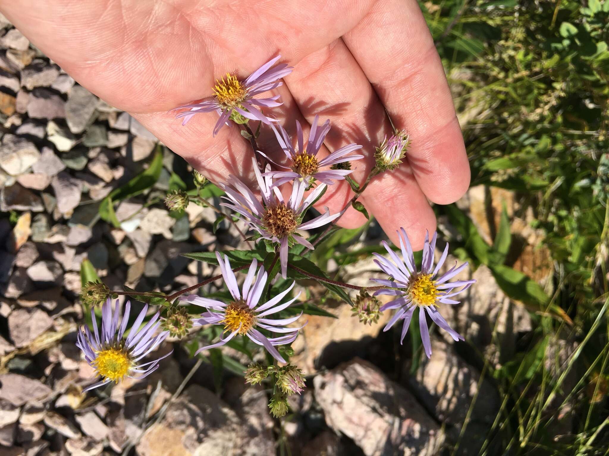 Eurybia radula (Ait.) G. L. Nesom resmi