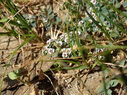 Image of whitemargin sandmat