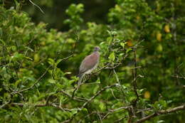 صورة Patagioenas cayennensis (Bonnaterre 1792)