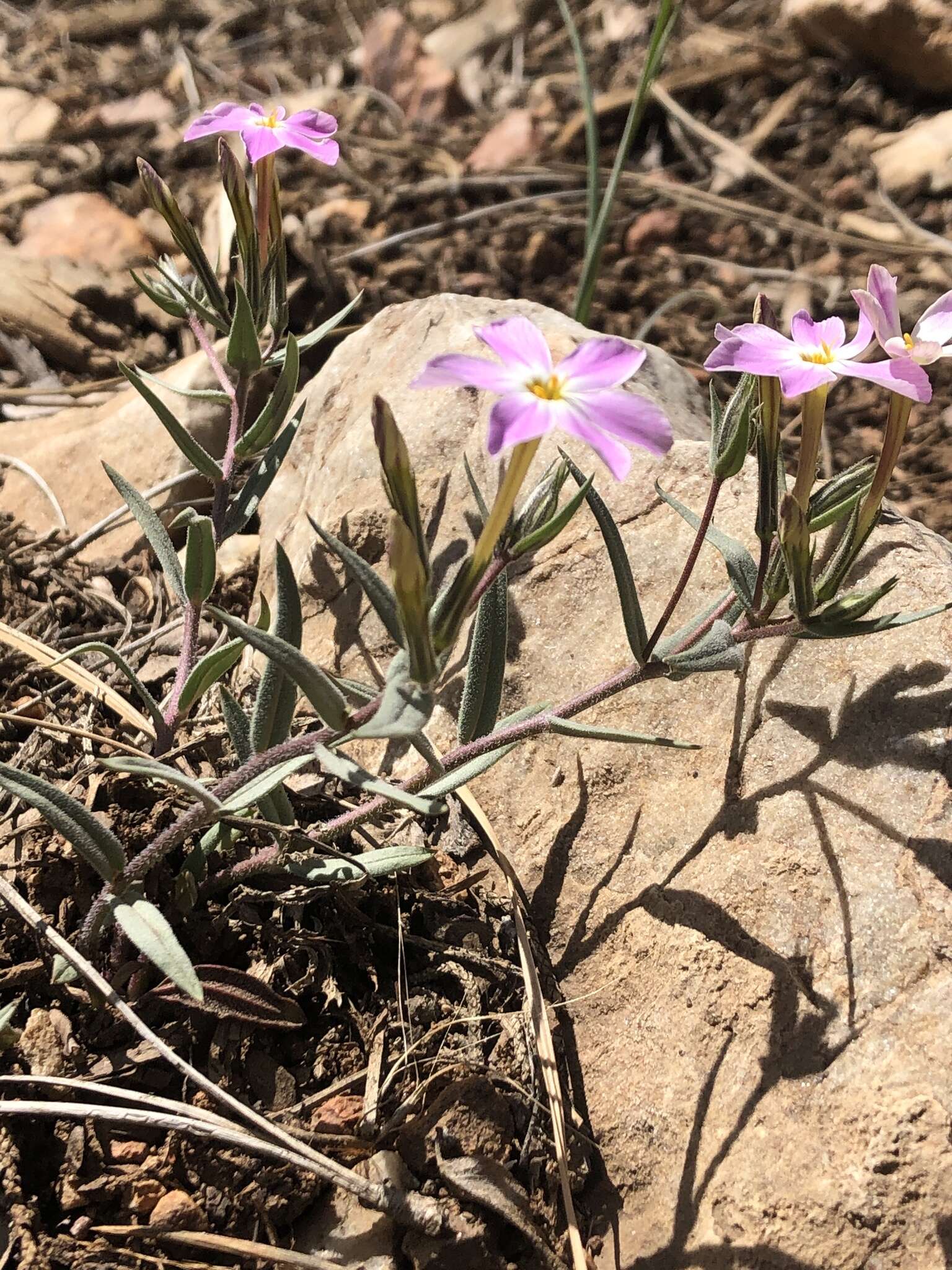 Image of Big Bear Valley phlox