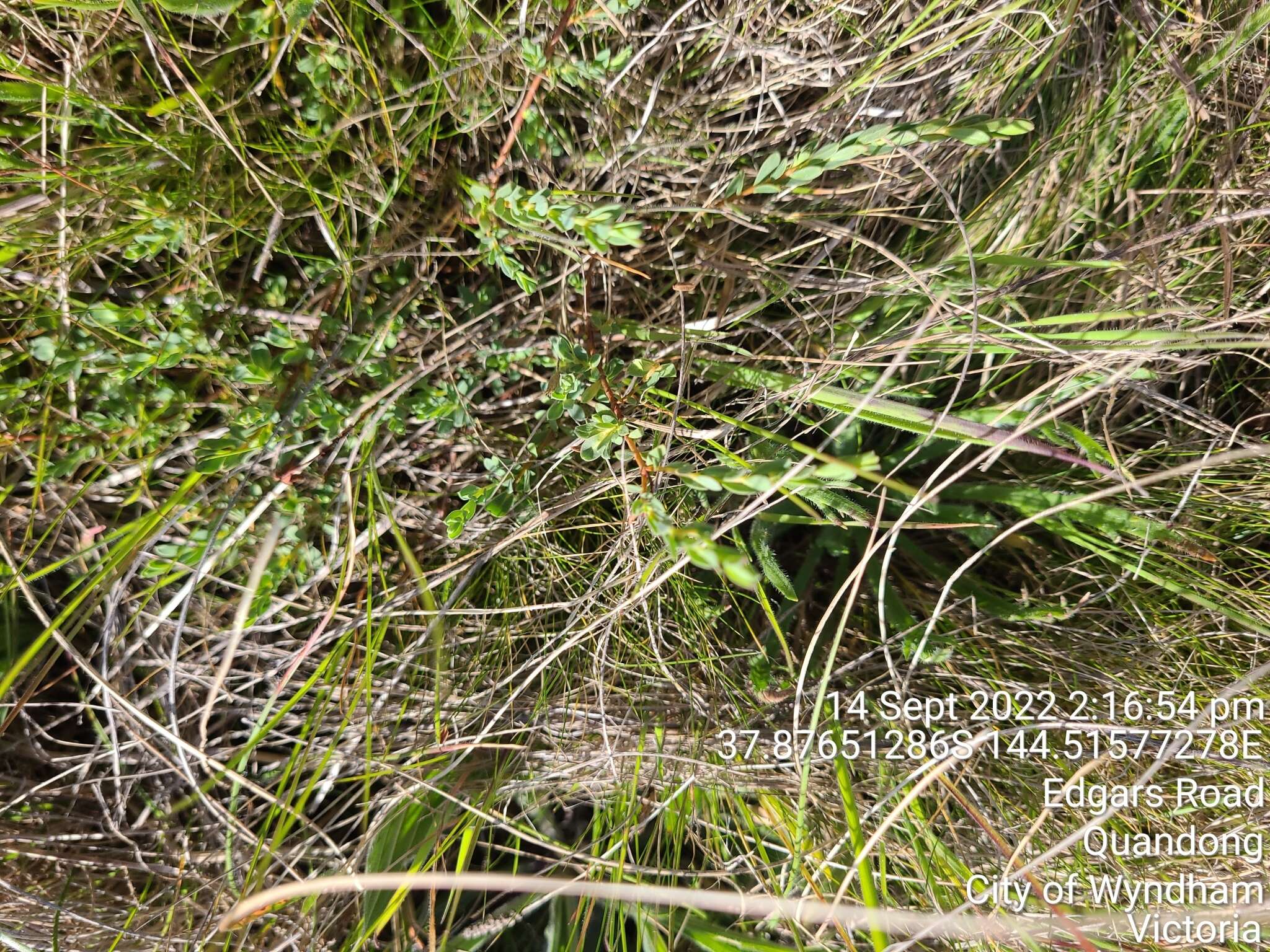 Image of Pimelea spinescens subsp. spinescens