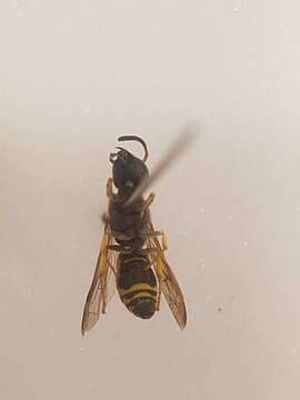 Image of Ancistrocerus gazella (Panzer 1798)