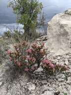 Imagem de Eriogonum ericifolium Torr. & Gray