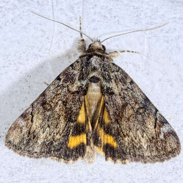 Image of Little Underwing