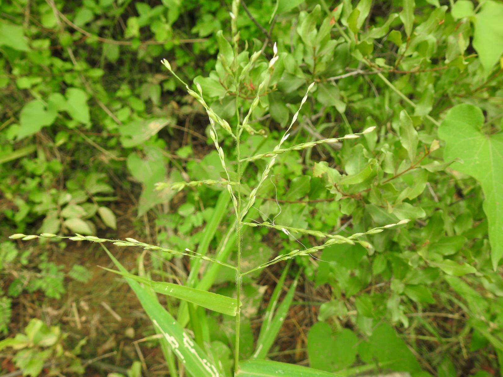 Image of Annual brachiaria