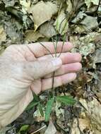 Image of slender toothwort