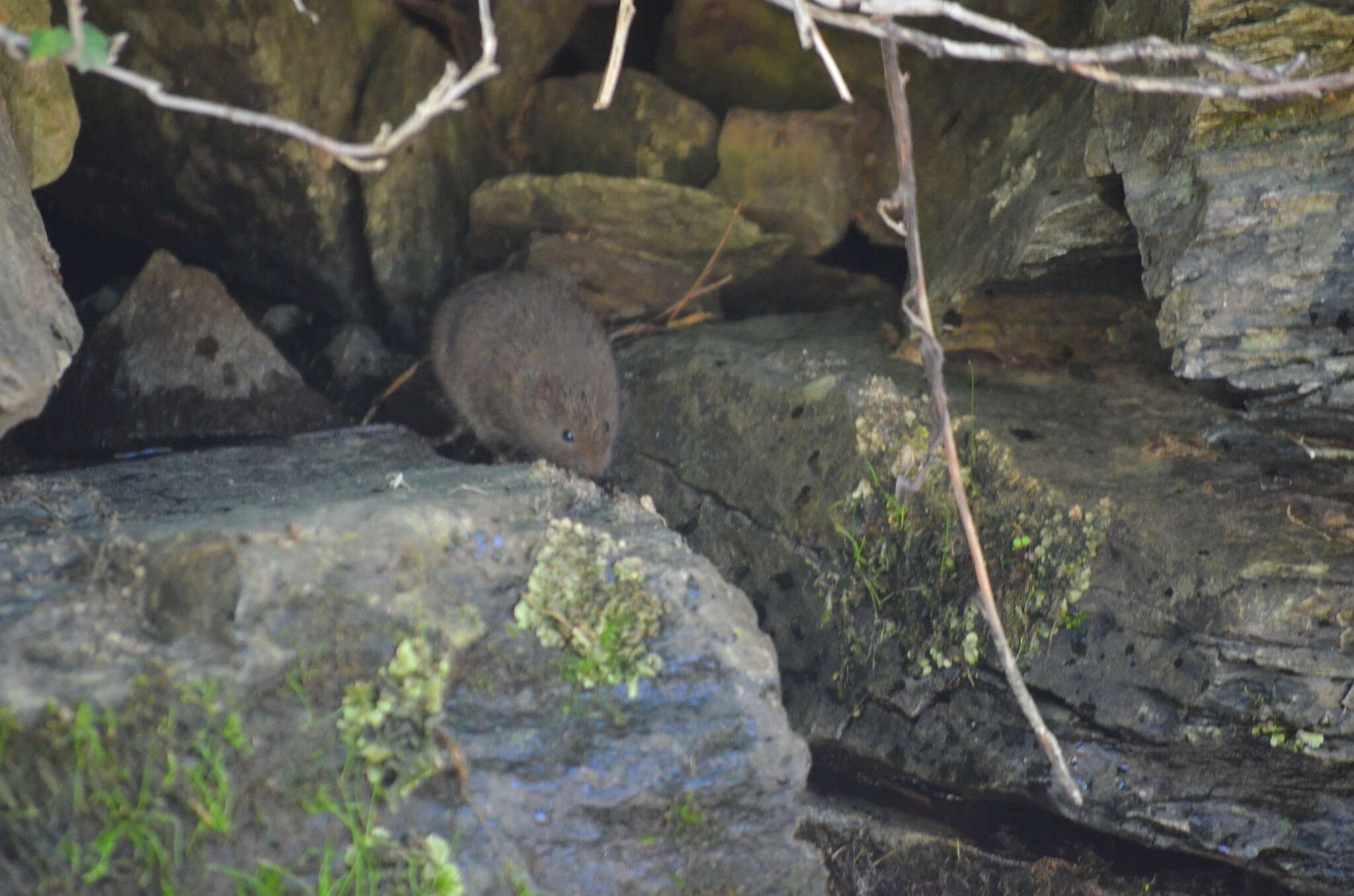 Image of Southern Water Vole