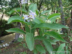 Image of orangeberry nightshade