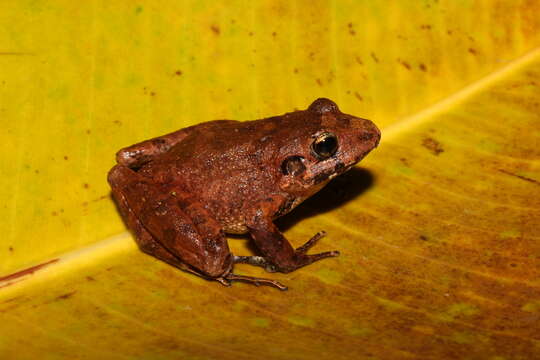 Image of Polymorphic Robber Frog