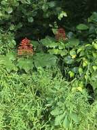 Imagem de Clerodendrum paniculatum L.